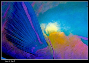sleeping parrotfish in Marsa Shagra :-D by Daniel Strub 